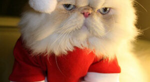 Animaladas navideñas: las mascotas más entrañables