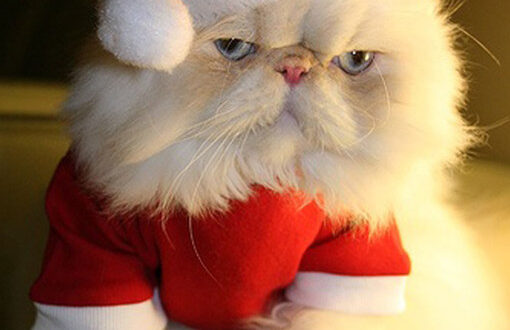 Animaladas navideñas: las mascotas más entrañables