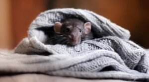 Una mujer encuentra un ratón cosido en su vestido de Zara