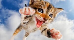 Bebes de gatos saltando: La última y tiernísima moda viral