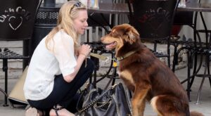 Mascotas de celebrity con perfil en Instagram