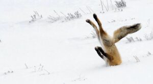 Ups! Las fotografías más cómicas del reino salvaje