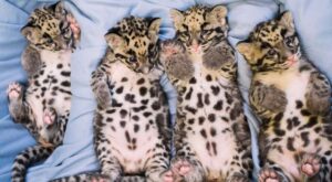 #CuteAnimalTweetOff, la ‘batalla’ de los zoos para descubrir al animal más adorable