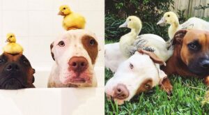 Antes y después: 20 parejas “imposibles” de mascotas que crecieron juntas