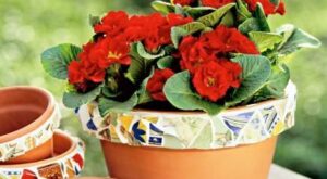 Decoración low cost: 15 ideas ingeniosas para reciclar platos rotos