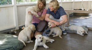 Test: ¿qué tipo de animal debería ser mi mascota?