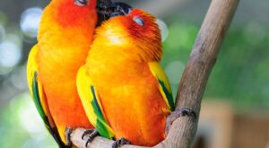 ¡Bésame mucho! 20 animales que muestran su amor comiéndose a besos