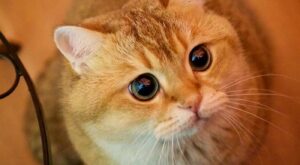 Os presentamos a Hosico, el Gato con Botas de carne y hueso