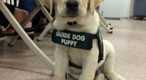 25 cachorros que se estrenan en su primer día de trabajo