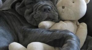 38 mascotas que duermen como bebés con su peluche favorito