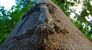 Más de 30 imágenes de animales camuflados que no podrás creer