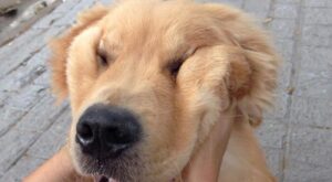 10 perritos mofletudos a los que a ti también te gustaría achuchar