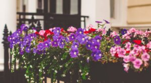 Las 8 plantas que necesitas para presumir de balcón este verano