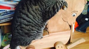 Las fotografías de mascotas más divertidas de The Comedy Pet 2017