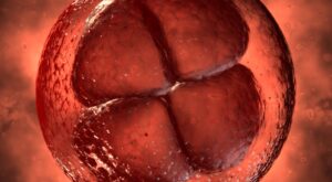 1a semana: primer mes de embarazo