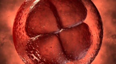 1a semana: primer mes de embarazo