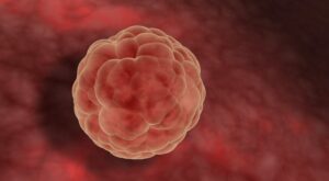 2a semana: primer mes de embarazo