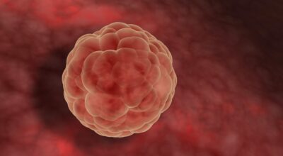 2a semana: primer mes de embarazo