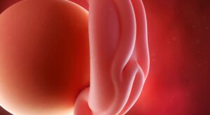 4a semana: primer mes de embarazo