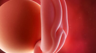 4a semana: primer mes de embarazo