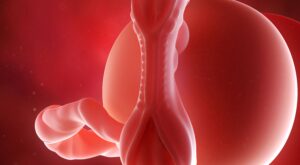 5a semana: segundo mes de embarazo