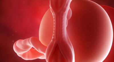 5a semana: segundo mes de embarazo