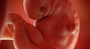 6a semana: segundo mes de embarazo