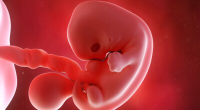 7a semana: segundo mes de embarazo