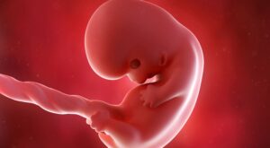 8a semana: segundo mes de embarazo