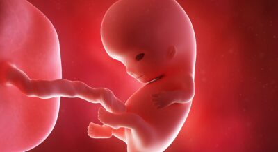 9a semana: tercer mes de embarazo