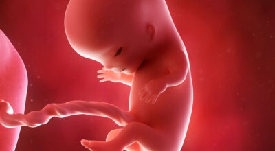 11a semana: tercer mes de embarazo