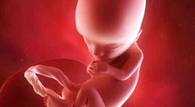 13a semana: tercer mes de embarazo