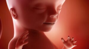 14a semana: cuarto mes de embarazo