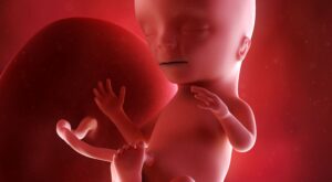 15a semana: cuarto mes de embarazo