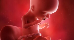 17a semana: cuarto mes de embarazo