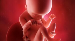 18a semana: quinto mes de embarazo