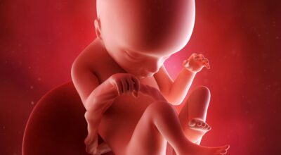 18a semana: quinto mes de embarazo