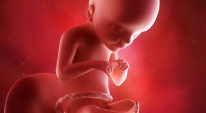 21a semana: quinto mes de embarazo