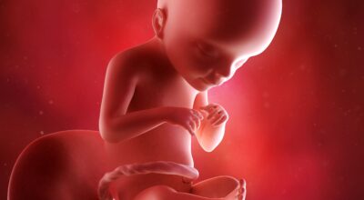 21a semana: quinto mes de embarazo