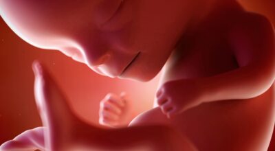 23a semana: sexto mes de embarazo