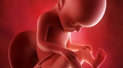 26a semana: sexto mes de embarazo