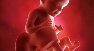 28a semana: séptimo mes de embarazo