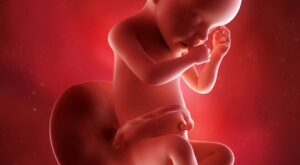 31a semana: octavo mes de embarazo