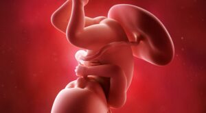 36a semana: noveno mes de embarazo