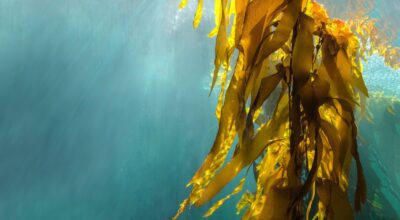 Beneficios de las algas para la piel