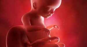 20a semana: quinto mes de embarazo