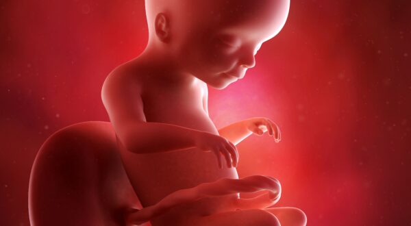 20a semana: quinto mes de embarazo