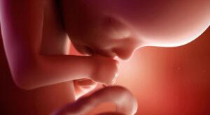 22a semana: quinto mes de embarazo