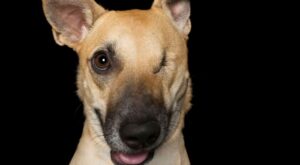 Perfectamente imperfectos: estos perros te robarán el corazón