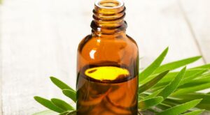 ¿Para que sirve el aceite del árbol del te? 20 usos sorprendentes
